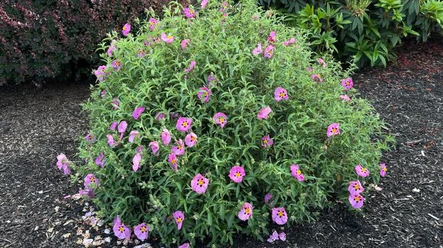 Beautiful orchid rockrose shrub with pink flowers, blowing in a breeze on a spring day.