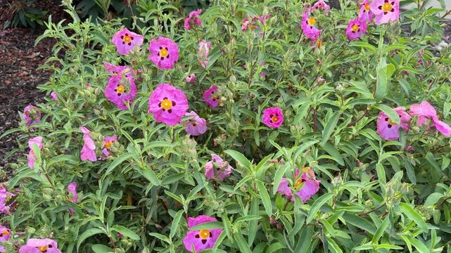 Beautiful orchid rockrose shrub with pink flowers, blowing in a breeze on a spring day.