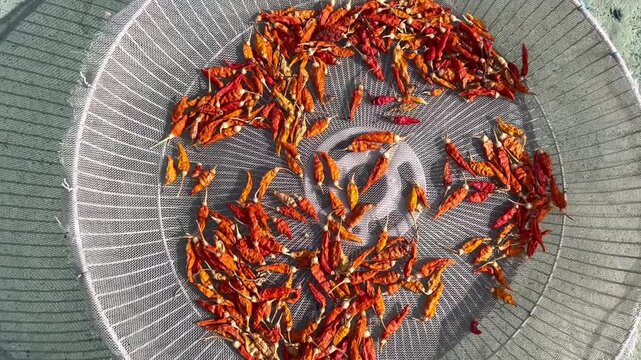 Dried red chili peppers in basket top view, spicy ingredient food background video
