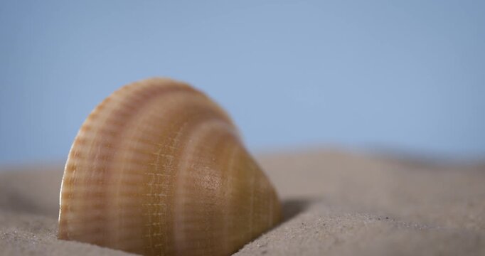 Super Slow Motion Shell Halfburied In Sand Coastal Still Life
