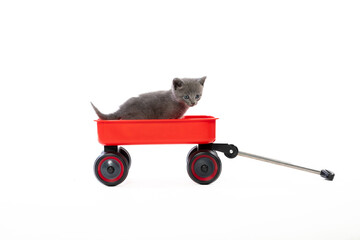 Cute gray kitten in a red wagon on white © Tony Campbell