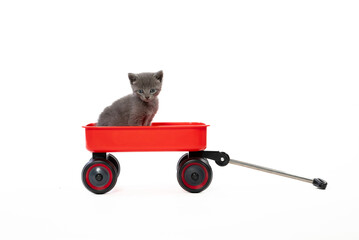 Cute gray kitten in a red wagon on white © Tony Campbell