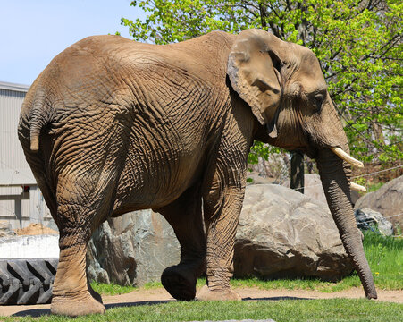 African elephants are elephants of the genus Loxodonta. The genus consists of two extant species: the African bush elephant, L. africana, and the smaller African forest elephant,