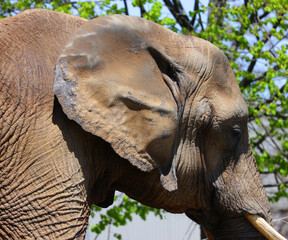 Fototapeta premium African elephants are elephants of the genus Loxodonta. The genus consists of two extant species: the African bush elephant, L. africana, and the smaller African forest elephant,