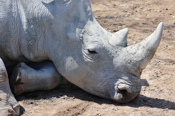 the white rhinoceros or square-lipped rhinoceros is The largest extant species of rhinoceros.  It has a wide mouth used for grazing and is the most social of all rhino species © Daniel Meunier