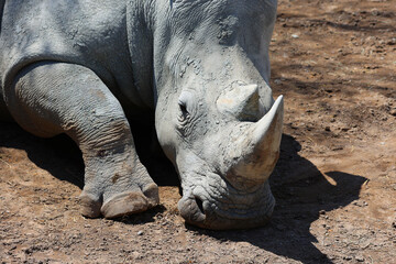 the white rhinoceros or square-lipped rhinoceros is The largest extant species of rhinoceros.  It has a wide mouth used for grazing and is the most social of all rhino species © Daniel Meunier