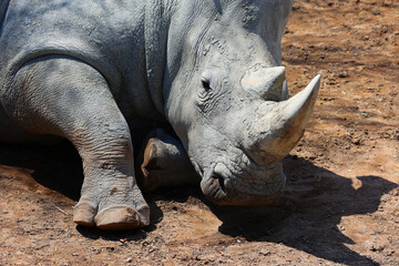 the white rhinoceros or square-lipped rhinoceros is The largest extant species of rhinoceros.  It has a wide mouth used for grazing and is the most social of all rhino species © Daniel Meunier