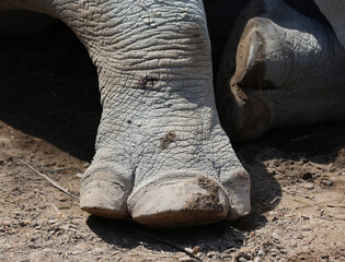 the white rhinoceros or square-lipped rhinoceros is The largest extant species of rhinoceros.  It has a wide mouth used for grazing and is the most social of all rhino species © Daniel Meunier