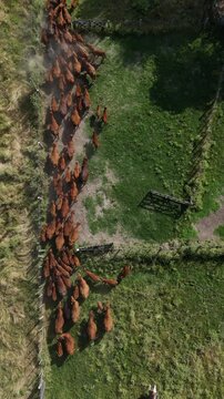 Top down drone view of cattle moving between corrals on Argentine ranch