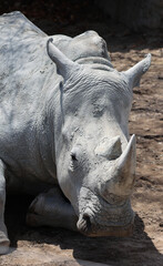 the white rhinoceros or square-lipped rhinoceros is The largest extant species of rhinoceros.  It has a wide mouth used for grazing and is the most social of all rhino species © Daniel Meunier
