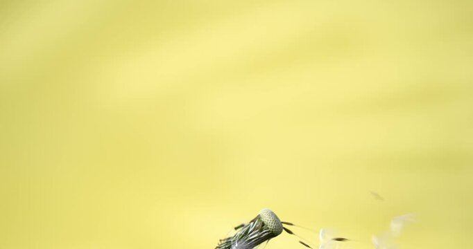 Super Slow Motion Dandelion Seeds Blowing 