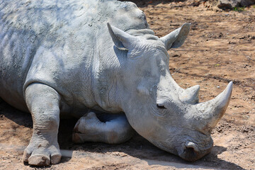 Fototapeta premium the white rhinoceros or square-lipped rhinoceros is The largest extant species of rhinoceros. It has a wide mouth used for grazing and is the most social of all rhino species