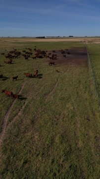 Aerial drone view of cattle inside rural corral in Argentina