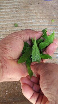 Close Up Showcase View of Fresh Green Organic Epazote Leaves