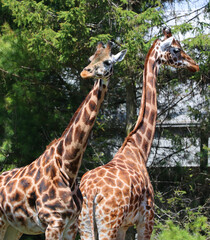 The giraffe (Giraffa camelopardalis) is an African even-toed ungulate mammal, the tallest of all extant land-living animal species, and the largest ruminant. © Daniel Meunier