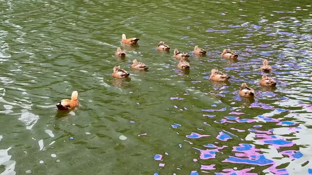 Mother and father Ruddy shelduck with her small ducklings on lake in the summer. It is a waterfowl of the duck family, similar to the common one. The bird has orange-brown plumage and a lighter head