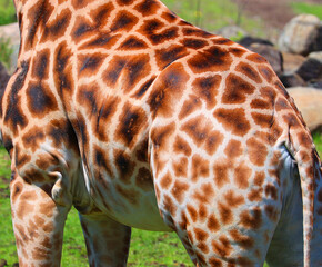 The giraffe skin (Giraffa camelopardalis) is an African even-toed ungulate mammal, the tallest of all extant land-living animal species, and the largest ruminant. © Daniel Meunier