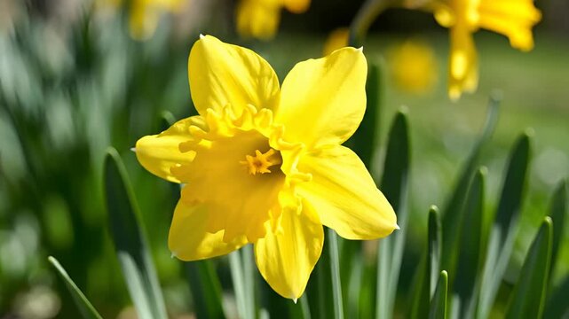 Close up of a bright yellow daffodil flower in full bloom.