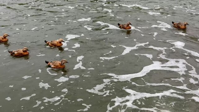 Small Ruddy shelduck ducklings on lake in the summer. It is a waterfowl of the duck family, similar to the common one. Ducklings learn to swim and dive to get food from the bottom of the pond