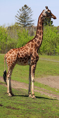 The giraffe (Giraffa camelopardalis) is an African even-toed ungulate mammal, the tallest of all extant land-living animal species, and the largest ruminant. © Daniel Meunier