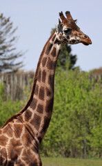 The giraffe (Giraffa camelopardalis) is an African even-toed ungulate mammal, the tallest of all extant land-living animal species, and the largest ruminant. © Daniel Meunier