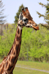 The giraffe (Giraffa camelopardalis) is an African even-toed ungulate mammal, the tallest of all extant land-living animal species, and the largest ruminant. © Daniel Meunier