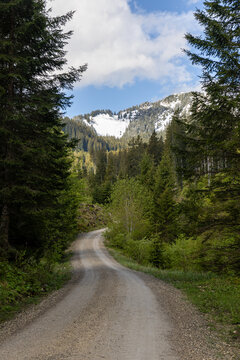 Gravel road through alpine forest leading toward snowy mountain in Bavaria, Germany