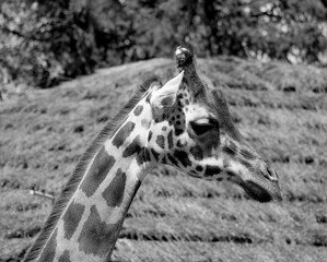 The giraffe (Giraffa camelopardalis) is an African even-toed ungulate mammal, the tallest of all extant land-living animal species, and the largest ruminant. © Daniel Meunier