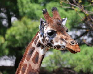The giraffe (Giraffa camelopardalis) is an African even-toed ungulate mammal, the tallest of all extant land-living animal species, and the largest ruminant. © Daniel Meunier