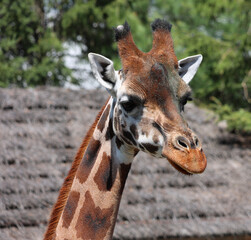 The giraffe (Giraffa camelopardalis) is an African even-toed ungulate mammal, the tallest of all extant land-living animal species, and the largest ruminant. © Daniel Meunier