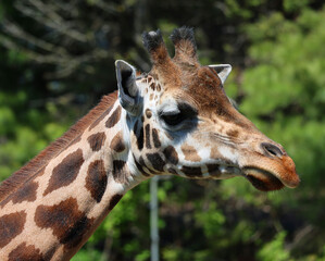 The giraffe (Giraffa camelopardalis) is an African even-toed ungulate mammal, the tallest of all extant land-living animal species, and the largest ruminant. © Daniel Meunier