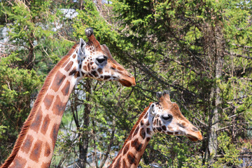 The giraffe (Giraffa camelopardalis) is an African even-toed ungulate mammal, the tallest of all extant land-living animal species, and the largest ruminant. © Daniel Meunier