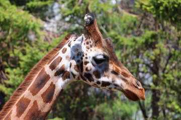 The giraffe (Giraffa camelopardalis) is an African even-toed ungulate mammal, the tallest of all extant land-living animal species, and the largest ruminant. © Daniel Meunier