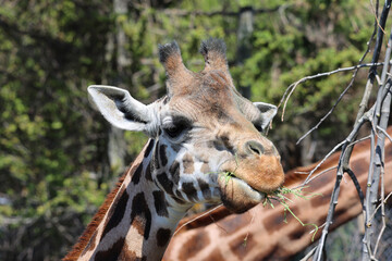 The giraffe (Giraffa camelopardalis) is an African even-toed ungulate mammal, the tallest of all extant land-living animal species, and the largest ruminant. © Daniel Meunier