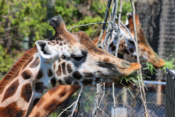 The giraffe (Giraffa camelopardalis) is an African even-toed ungulate mammal, the tallest of all extant land-living animal species, and the largest ruminant. © Daniel Meunier