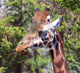 The giraffe (Giraffa camelopardalis) is an African even-toed ungulate mammal, the tallest of all extant land-living animal species, and the largest ruminant. © Daniel Meunier