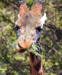 The giraffe (Giraffa camelopardalis) is an African even-toed ungulate mammal, the tallest of all extant land-living animal species, and the largest ruminant. © Daniel Meunier