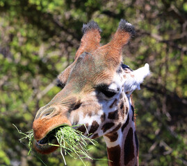 The giraffe (Giraffa camelopardalis) is an African even-toed ungulate mammal, the tallest of all extant land-living animal species, and the largest ruminant. © Daniel Meunier
