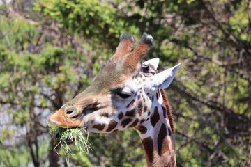 The giraffe (Giraffa camelopardalis) is an African even-toed ungulate mammal, the tallest of all extant land-living animal species, and the largest ruminant. © Daniel Meunier