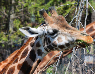 The giraffe (Giraffa camelopardalis) is an African even-toed ungulate mammal, the tallest of all extant land-living animal species, and the largest ruminant. © Daniel Meunier