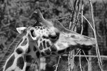 The giraffe (Giraffa camelopardalis) is an African even-toed ungulate mammal, the tallest of all extant land-living animal species, and the largest ruminant. © Daniel Meunier