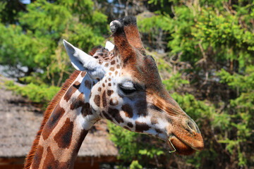 The giraffe (Giraffa camelopardalis) is an African even-toed ungulate mammal, the tallest of all extant land-living animal species, and the largest ruminant. © Daniel Meunier