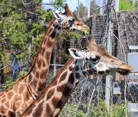 The giraffe (Giraffa camelopardalis) is an African even-toed ungulate mammal, the tallest of all extant land-living animal species, and the largest ruminant. © Daniel Meunier
