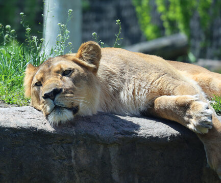 Lion is one of the four big cats in the genus Panthera, and a member of the family Felidae. With some males exceeding 250 kg (550 lb) in weight, it is the second-largest living cat after the tiger