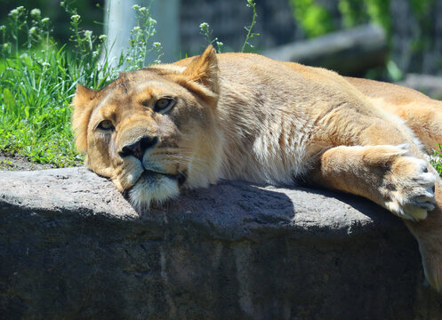 Lion is one of the four big cats in the genus Panthera, and a member of the family Felidae. With some males exceeding 250 kg (550 lb) in weight, it is the second-largest living cat after the tiger