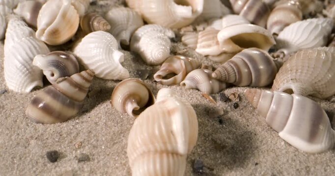 Serene Shot Of Shells Under Warm Sunlight With Smooth Cinematic Flow