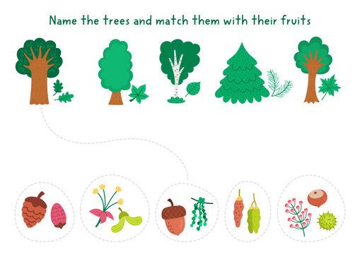 Forest matching activity with trees, their flowers, leaves, fruits. Woodland puzzle with oak, birch, chestnut, fir tree, maple. Botanical, nature study match object game, printable worksheet