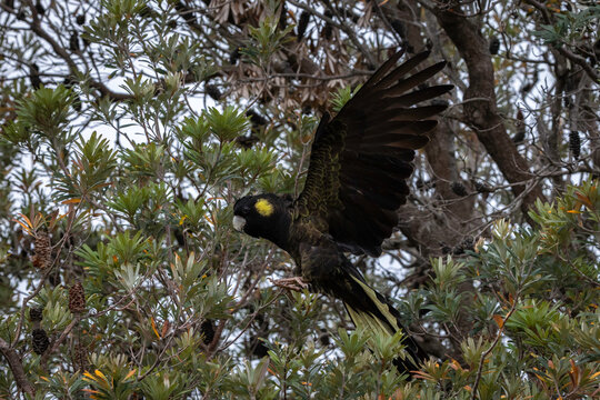 Yellow-tailed Black Cockatoo (Zanda funerea) female, Narooma, NSW, January 2026