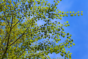 Fototapeta premium Trees from the bottom in spring season in Quebec Canada