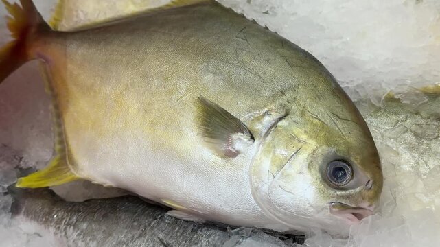 Frozen pompano on ice counter in fish shop, silver yellow fish lying on shallow crushed ice, retail display arranged
